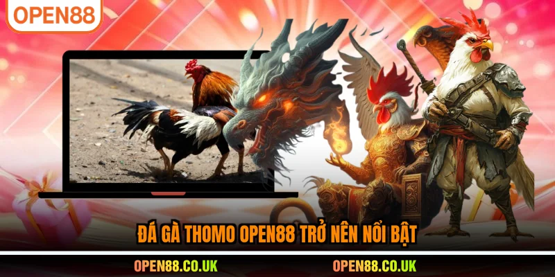 Đá gà Thomo OPEN88 trở nên nổi bật