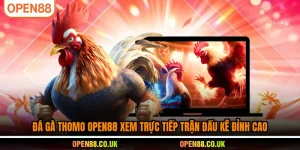 Đá gà Thomo OPEN88 xem trực tiếp trận đấu kê đỉnh cao