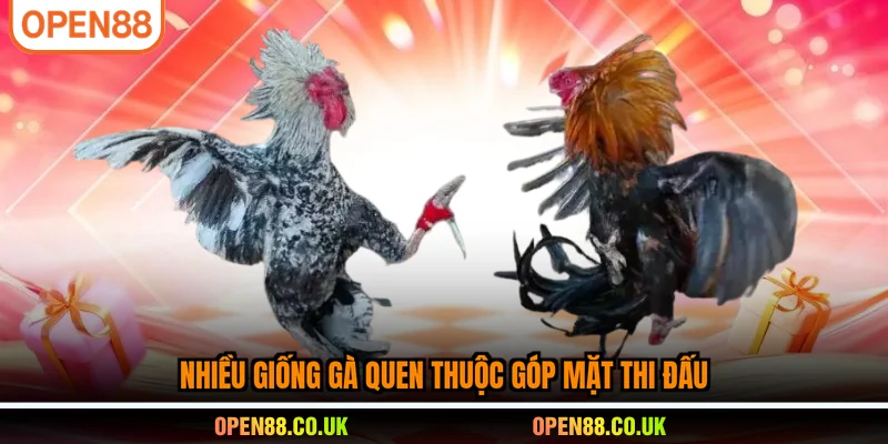 Nhiều giống gà quen thuộc góp mặt thi đấu